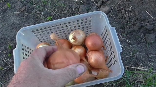 Как сохранился лук репка до июня
