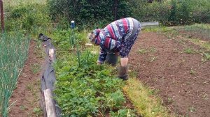 В саду огородные работы посадка прополка