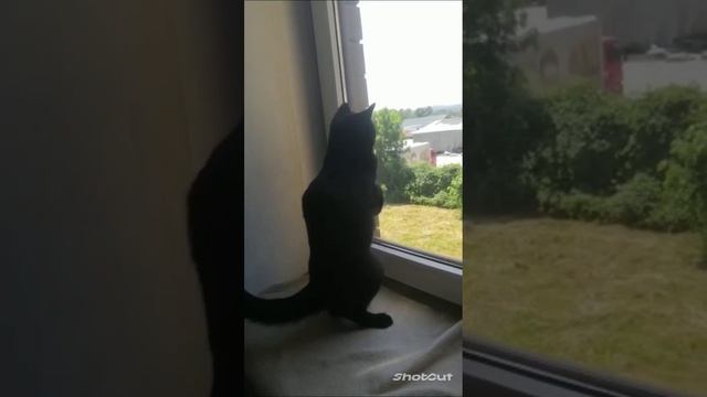 ДЖЕННИ И КОМАР