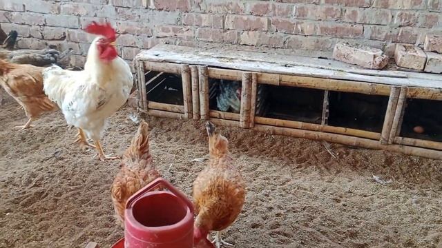 Feeding chickens 🐣🐔🐓 ।  Моя куриная маленькая ферма