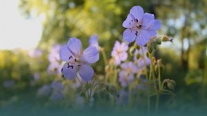 Мощное Восстановление  и Регенерация Тканей Межпозвоночного Диска*Исцеление Звуком