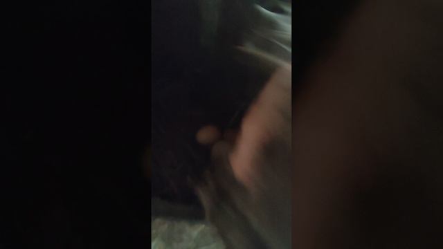 Дал взятку курочкам🐔 и пошëл собирать яйца🥚