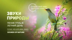 Красивое пение птиц. Звуки природы. Звуки леса. Большой сборник