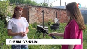 Пчёлы - убийцы