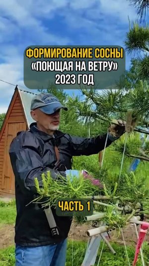 Формирование сосны "Поющая на ветру" 2023 год. Часть 1