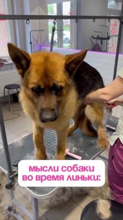 🐾 Как помочь собаке во время линьки?