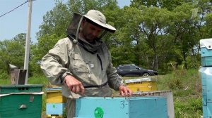 Нашествие пчел началось во Владивостоке и Хабаровске