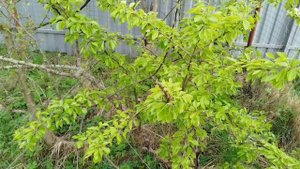 Саженцы груш БЕСПЛАТНО (и другие) - где их добыть