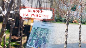 НОВОСТИ КАМЧАТКИ: ЯБЛОКИ НА УЧАСТКЕ