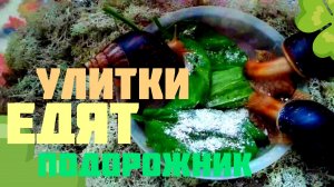 Улитки едят подорожник!