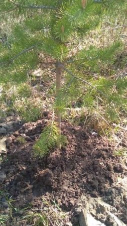 Болото vs Грядка: Осваиваю новый участок + Спасение ёлочки! 🌿