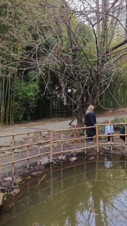 черепахи у бамбукового болота в дендрарии сочи