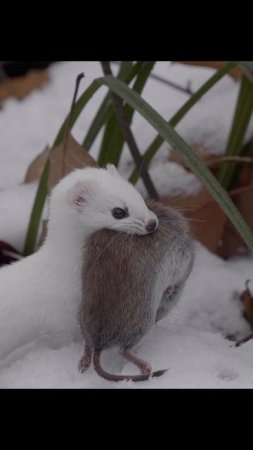 Ласка с добычей.Weasel with prey. #wildlife #shots #nature