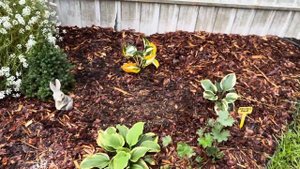 сажаем луковичные, тюльпаны, нарциссы, мускари  и друг?