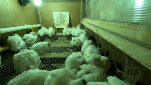 Мои перепела Техас - 23 сутки