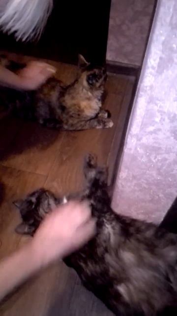 ПОГЛАДЬ НАС! КОТИКИ ВСТРЕЧАЮТ С РАБОТЫ.