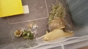 Знакомьтесь, новый житель - инопланетянка Герда 🐌