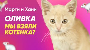 МЫ ВЗЯЛИ КОТЕНКА / РЕАКЦИЯ СОБАК НА ОЛИВКУ / ВСЕ ПРО УХОД И ВОСПИТАНИЕ