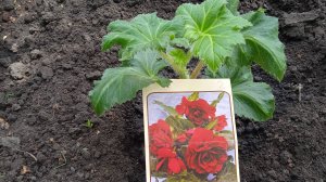 3.6.25г.   Высаживаю БЕГОНИЮ !!!   Что сделал Ветер с моей Красотой???    Жёлтые ИРИСЫ!!!