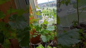 Виноград "Виноград Ивановых Курск" 2025