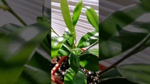 комнатные растения,фикус, кротон,бегония,пеперомия,церопегия, дримиопсис, сингониум