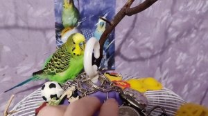 птичкины красавчики попугайчики Кеша Тиша