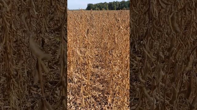 Соя no-till в Курской области, Роман Ратников, сентябрь 2024 смотреть онлайн