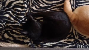 Когда котику страшно,он прячется за собаку😸