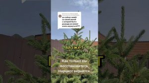 О гареме Нарцисса