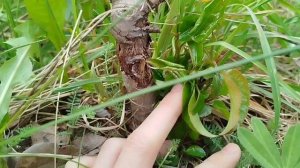 Вот почему очень важно защищать молодые саженцы - угрозы для них повсюду!