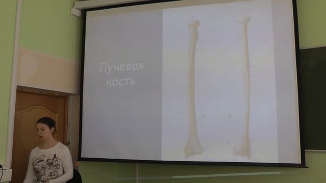 Анатомия человека. Скелет. Синева И. М. Edit