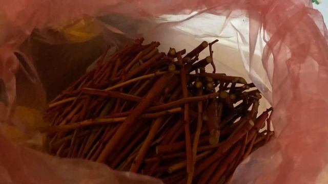 Сбор полива на голубике а так же первые весенние обра?