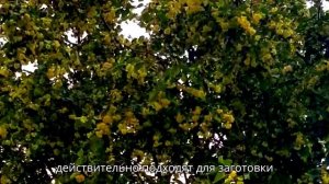 Какая липа лучше всего подходит для приготовления чая