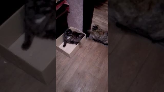 Битва за квартиру! Бегство Барсика из Ксюшиной коробки.