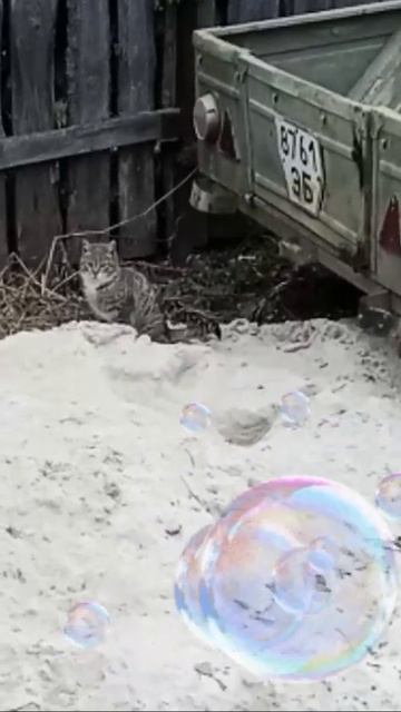 🐱🐈⬛ смотреть онлайн