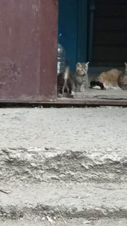 ⚠️ВСЕГО ОДНУ МАЛЕНЬКУЮ ЖИЗНЬ НУЖНО СПАСТИ