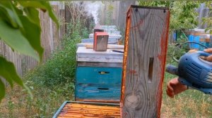 Выдуваем пчел. Компрессор или воздуходувка ? 🤔