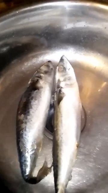РЫБАЛКА НЕ УДАЛАСЬ! КОТЕНОК БАРСИК НЕ СМОГ УТАЩИТЬ СКУМБРИЮ #еда #моякошка #cat #рецепт #веселыекоты
