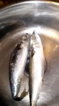РЫБАЛКА НЕ УДАЛАСЬ! КОТЕНОК БАРСИК НЕ СМОГ УТАЩИТЬ СКУМБРИЮ #еда #моякошка #cat #рецепт #веселыекоты