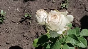белые РОЗЫ WhiteROSES.