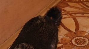 Как помочь неуверенной собаке спокойно встречать гостей