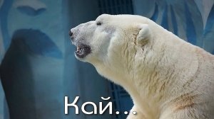Белый медведь Кай плавает и развлекается с игрушками, а Герда спустилась попить водички.