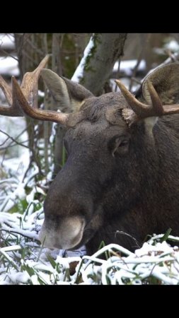 Лось на лёжке. Elk resting. #wildlife #shots
