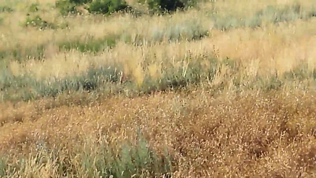 Приборный поиск с Nokta Makro Simplex Plus. 23.06.24 смотреть онлайн