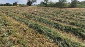 Косилки Агростар AR 195 - кошение люцерны с ячменем