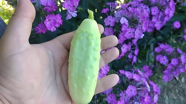 Белый огурец смотреть онлайн