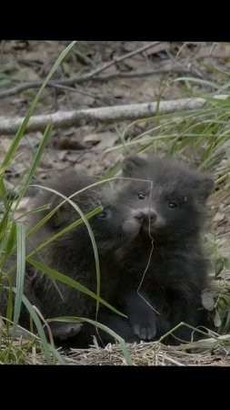Маленькие щенки енотовидной собаки. Tiny raccoon dogs. #wildlife #shots