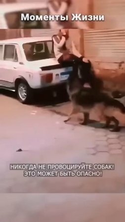 Лучшая стратегия побега от собаки - 2024 год