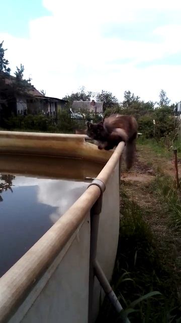 КОТ - РЫБОЛОВ БАРСИК.