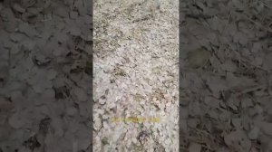 ПРОБА МЕТАЛЛОИСКАТЕЛЯ ТС-200 И НЕКОПАННОЕ МЕСТО#метало?